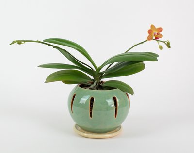 Orchid pot